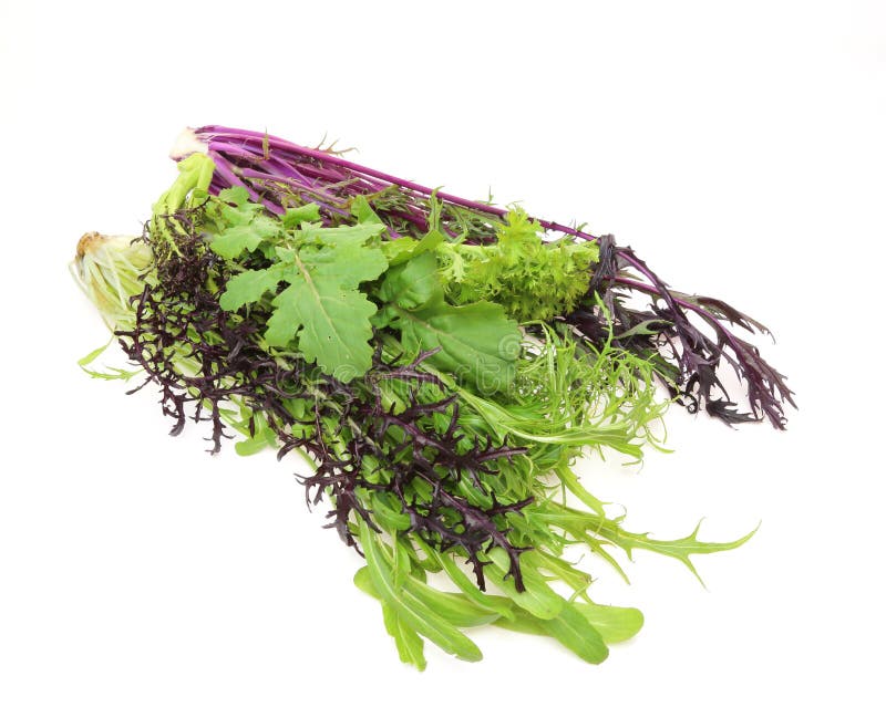 Wasabi GreensBrassica Juncea Stock Image Image of plant, health