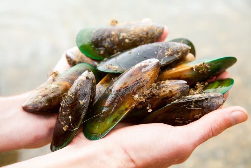 Greenshell mussels stock photo. Image of hand, seafood 13262514
