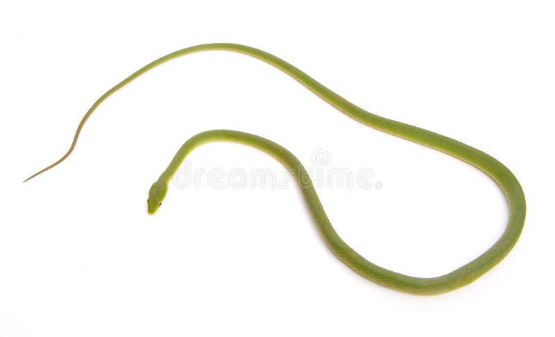 Greensnake