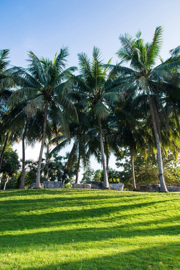 Greensward and Coconut Trees in the Garden Stock Image Image of brick