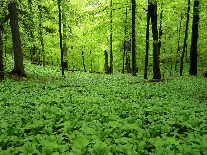 Greenwood stock photo. Image of plant, summer, tree, recreation 65371044