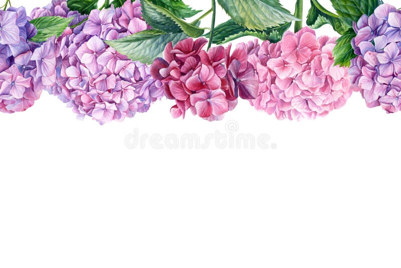 Greeting card, flora design, hydrangea flowers, isolated white background. Watercolor botanical illustration