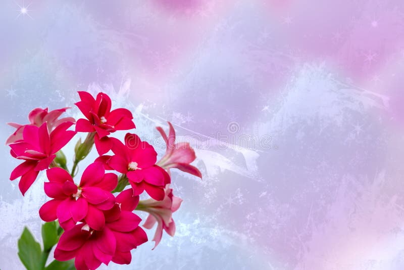 Greeting Card Template. Selective Focus on Gorgeous Blooming Red Pink  Flowers on Abstract Festive Light Pink Background Stock Image - Image of  decor, design: 183922797