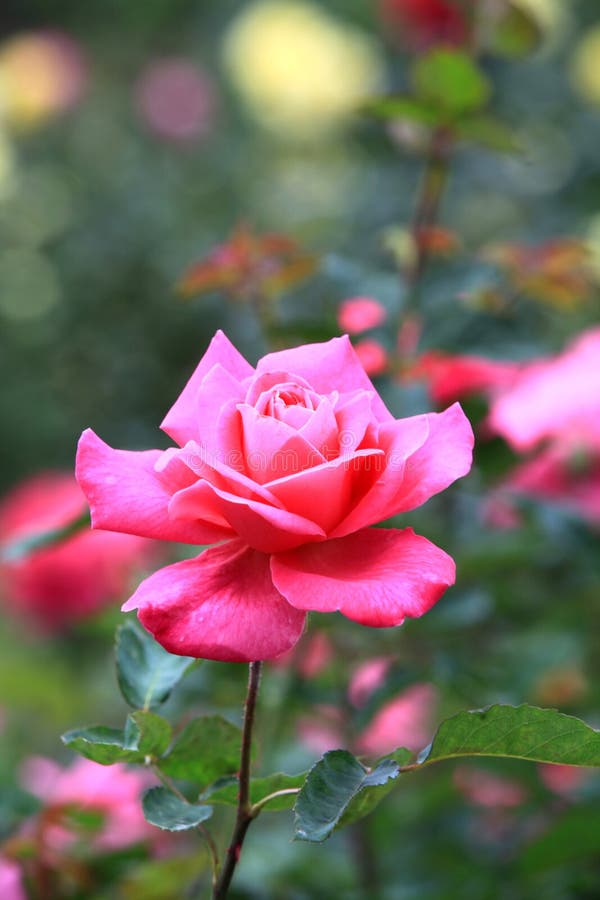 Greeting season with rose stock image. Image of white - 258452027