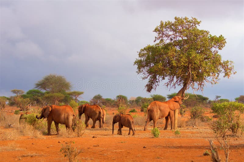 Gregge degli elefanti in Africa nella sera fotografia stock libera da diritti Gregge degli elefanti in Africa nella sera fotografia stock libera da diritti