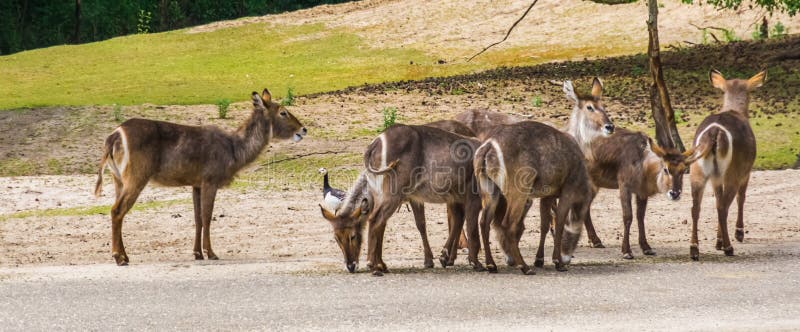 Gregge dei waterbucks femminili che stanno insieme, specie dell'antilope dall'Africa immagini stock libere da diritti Gregge dei waterbucks femminili che stanno insieme, specie dell'antilope dall'Africa immagini stock libere da diritti