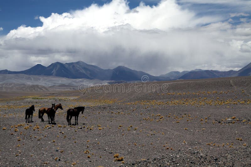Gregge del caballus cileno selvaggio di ferus di equus dei cavalli su terreno asciutto sterile ai altiplanos del deserto di Ataca immagine stock libera da diritti Gregge del caballus cileno selvaggio di ferus di equus dei cavalli su terreno asciutto sterile ai altiplanos del deserto di Ataca immagine stock libera da diritti