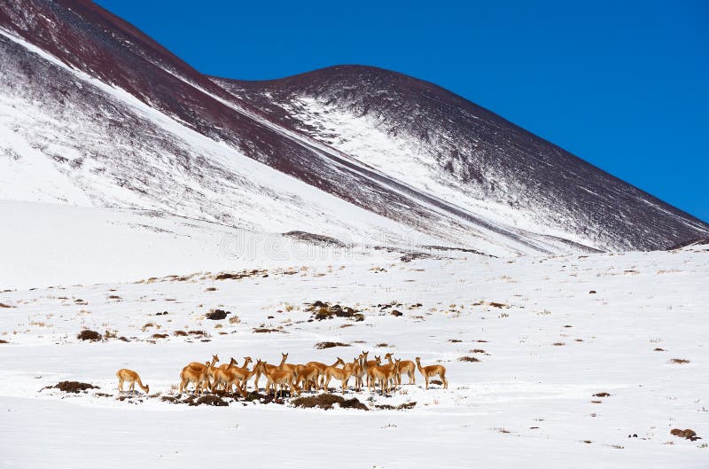 Gregge dell'alpaca su un pascolo nel deserto di Atacama