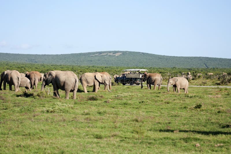 Gregge dell'elefante fotografie stock libere da diritti Gregge dell'elefante fotografie stock libere da diritti