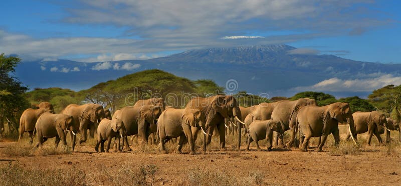 Gregge dell'elefante di Kilimanjaro fotografia stock libera da diritti Gregge dell'elefante di Kilimanjaro fotografia stock libera da diritti