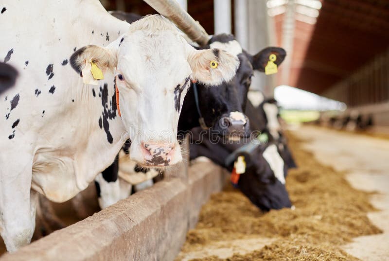 Gregge delle mucche che mangiano fieno in stalla sull'azienda lattiera immagine stock libera da diritti Gregge delle mucche che mangiano fieno in stalla sull'azienda lattiera immagine stock libera da diritti
