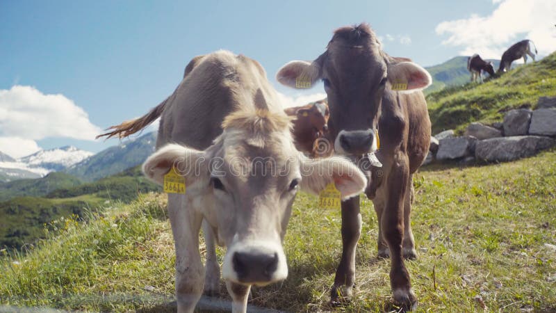 Gregge delle mucche che pascono e che si rilassano su un prato alpino con i picchi nevosi maestosi nella distanza Agricoltura del