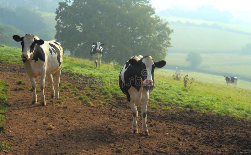 Gregge delle mucche da latte dell'Holstein fotografia stock Gregge delle mucche da latte dell'Holstein fotografia stock