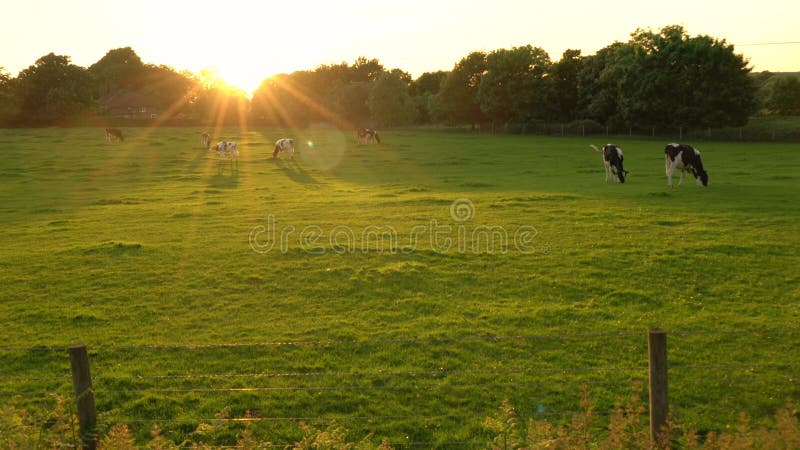 Gregge di vacche bianche e nere che pascolano erba in un campo di un'azienda al tramonto o all'alba