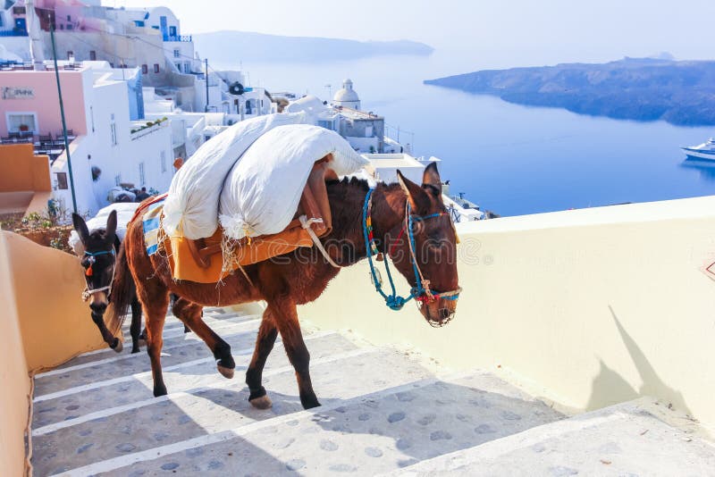 Greece Santorini island in Cyclades donkeys of the islands are used to transport tourists in summer time. Greece Santorini island in Cyclades donkeys of the islands are used to transport tourists in summer time