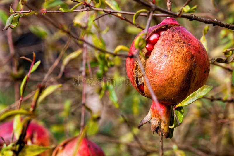 photo stock grenade fruit et plante image