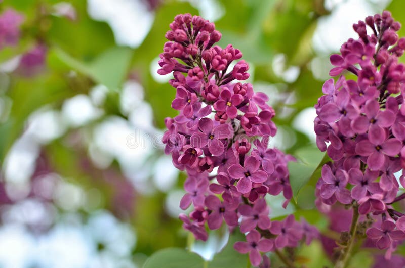 Grenar av en ung lilac-blomma bland gröna blad arkivfoto