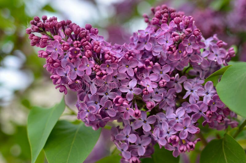 Grenar av en ung lilac-blomma bland gröna blad arkivfoton