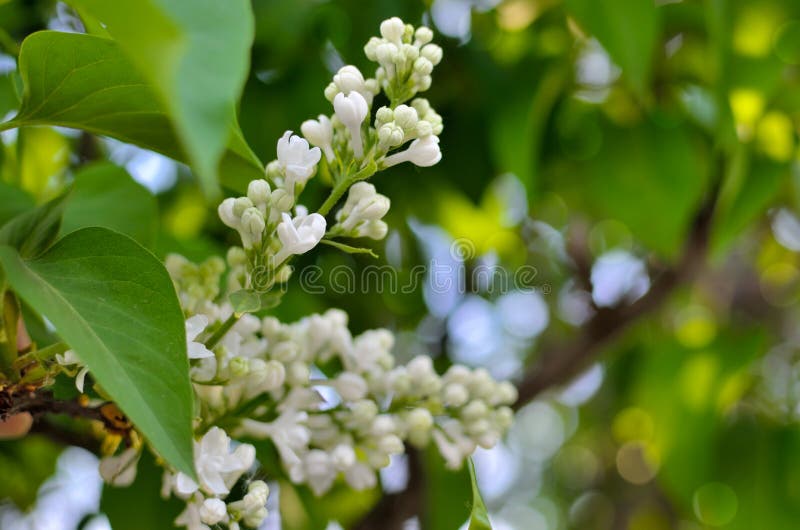 Grenar av en ung lilac-blomma bland gröna blad royaltyfria bilder