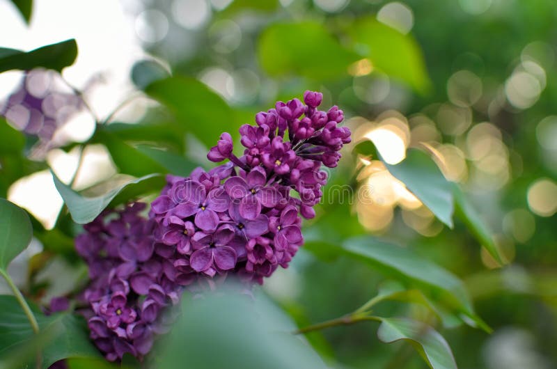 Grenar av en ung lilac-blomma bland gröna blad fotografering för bildbyråer