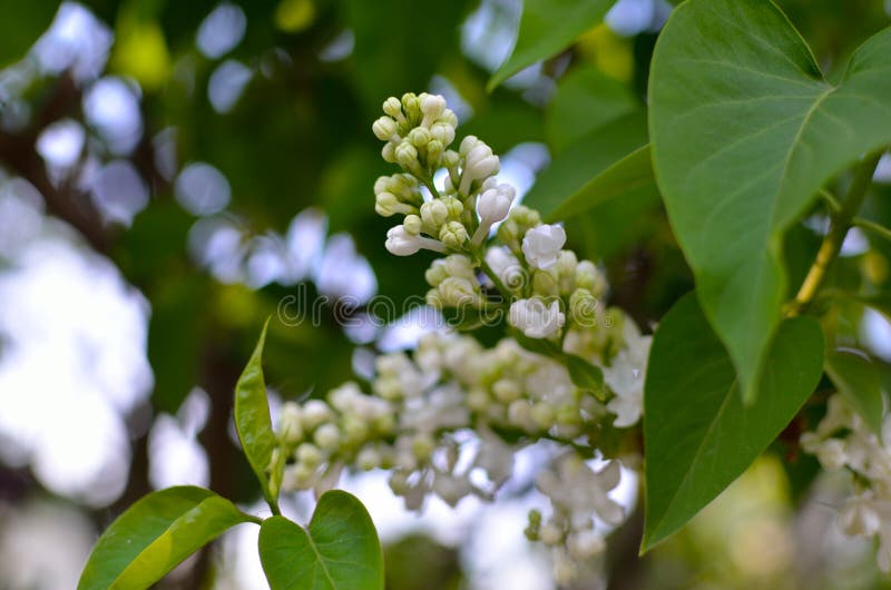 Grenar av en ung lilac-blomma bland gröna blad arkivbilder