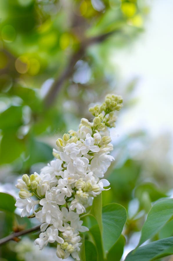 Grenar av en ung lilac-blomma bland gröna blad royaltyfria foton
