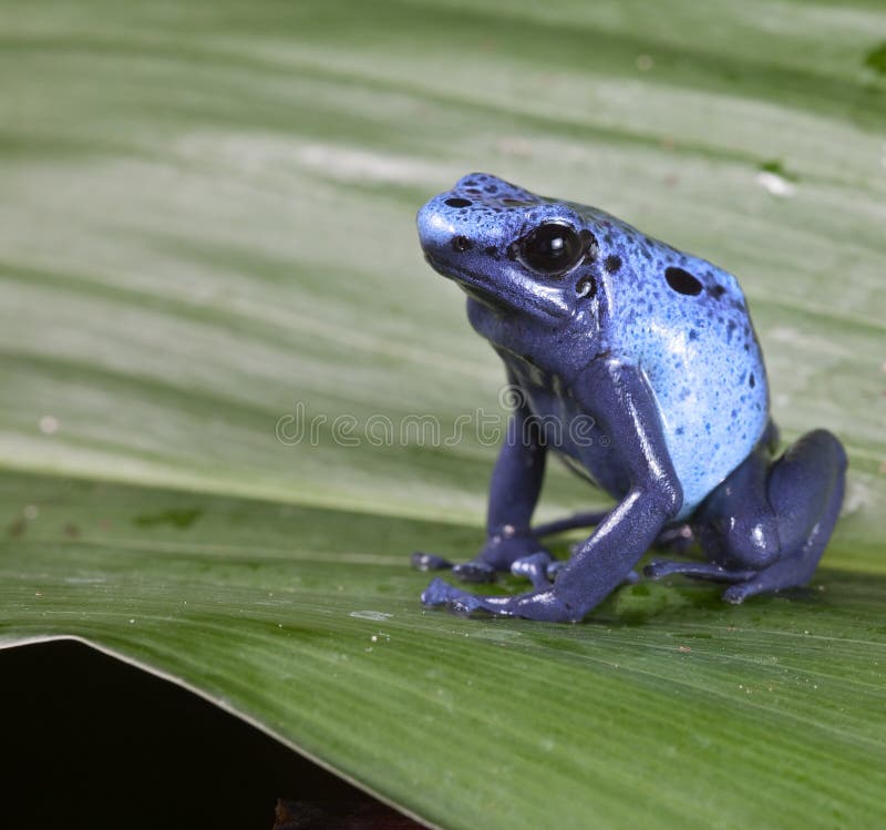 Grenouille bleue de dard de poison image libre de droits Grenouille bleue de dard de poison image libre de droits