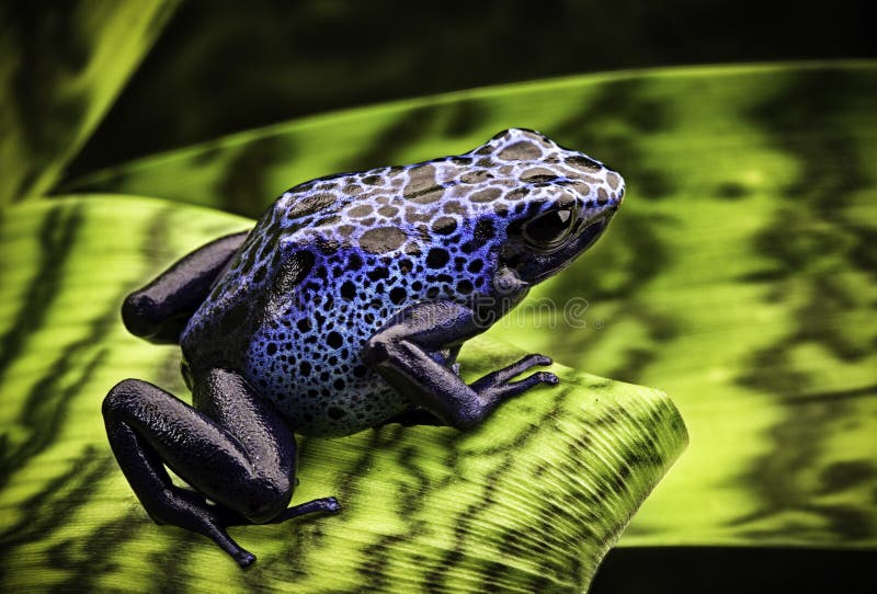 Grenouille bleue de dard de poison images libres de droits Grenouille bleue de dard de poison images libres de droits
