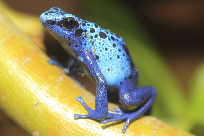 Grenouille bleue de flèche de poison image stock Grenouille bleue de flèche de poison image stock