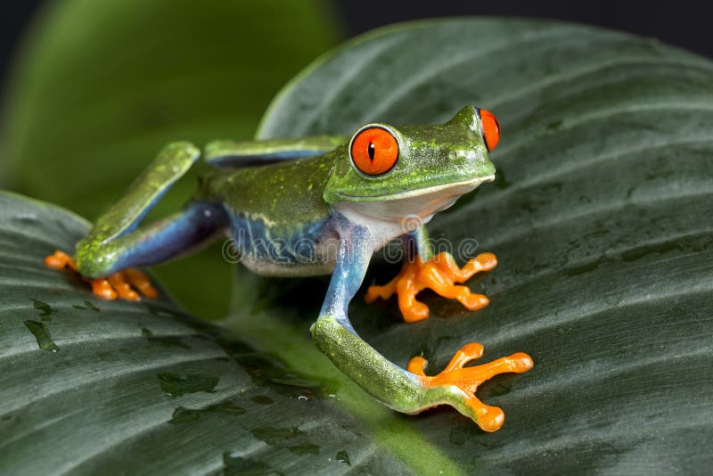 Grenouille d'arbre observée par rouge image libre de droits Grenouille d'arbre observée par rouge image libre de droits