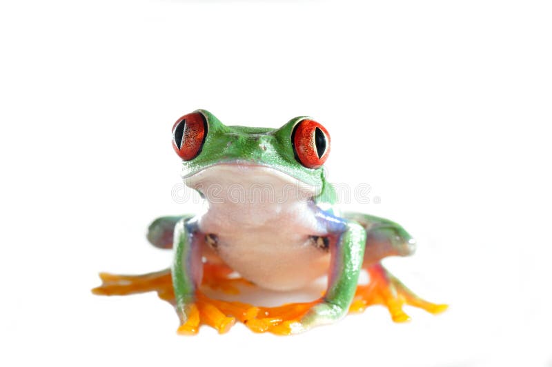 Grenouille d'arbre observée rouge photographie stock libre de droits Grenouille d'arbre observée rouge photographie stock libre de droits