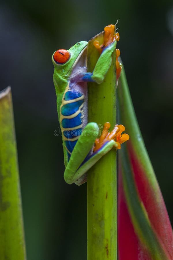 Grenouille d'arbre Red-eyed photos stock Grenouille d'arbre Red-eyed photos stock