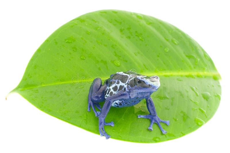 Dendrobates tinctorius on damp to a leaf, isolated over white. Dendrobates tinctorius on damp to a leaf, isolated over white