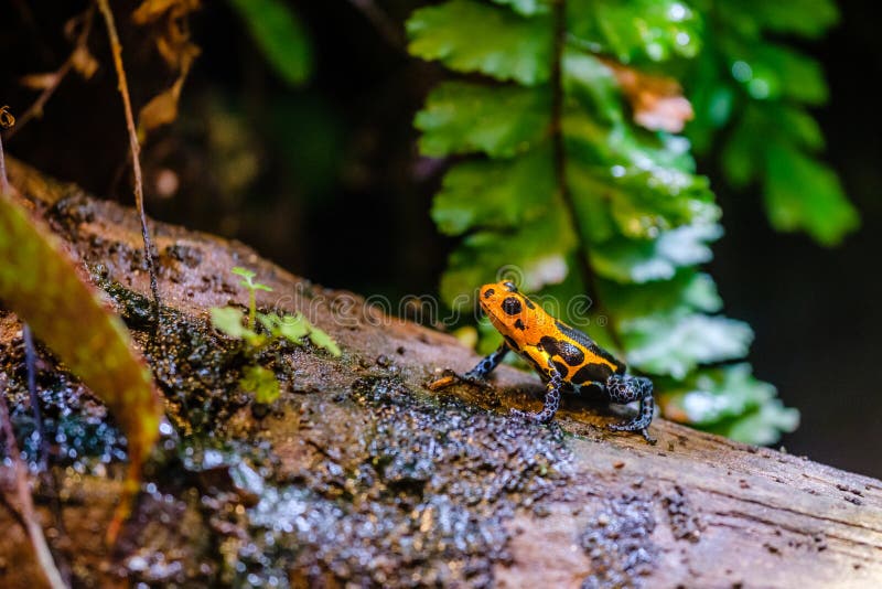 Grenouille de dard de poison, animal toxique bleu orange de la forêt amazonienne du Pérou images libres de droits Grenouille de dard de poison, animal toxique bleu orange de la forêt amazonienne du Pérou images libres de droits