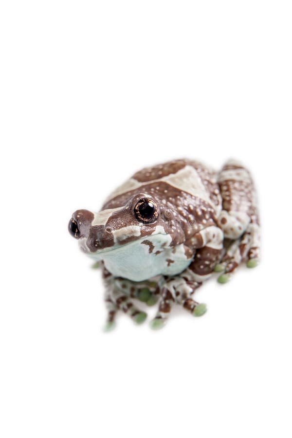 Grenouille de lait d'Amazone d'isolement sur le blanc photo stock Grenouille de lait d'Amazone d'isolement sur le blanc photo stock