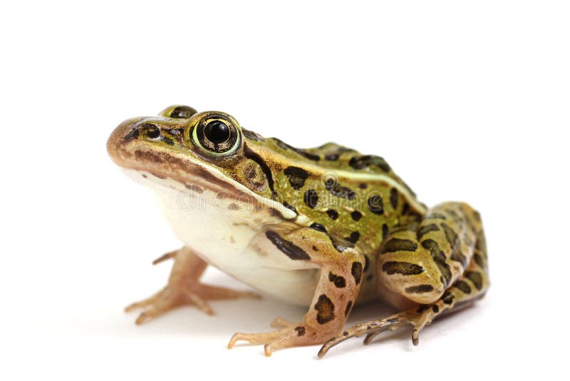 Grenouille de léopard du nord (pipiens de Lithobates) images libres de droits Grenouille de léopard du nord (pipiens de Lithobates) images libres de droits