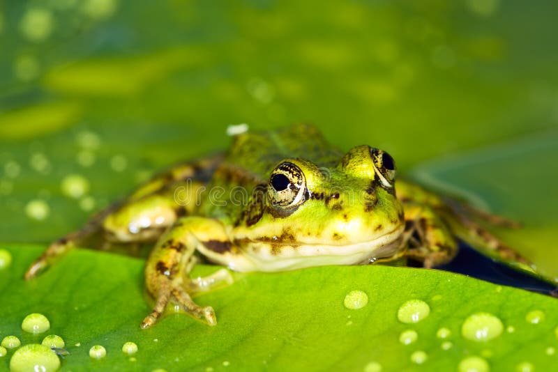 Grenouille de marais photographie stock libre de droits Grenouille de marais photographie stock libre de droits