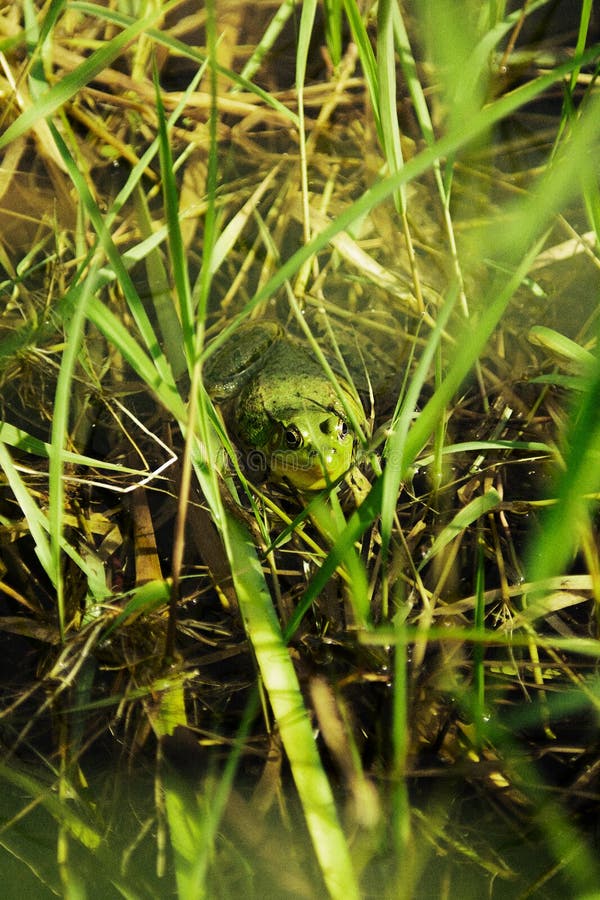 Grenouille verte ou Ouaouaron? - Le Canada Français