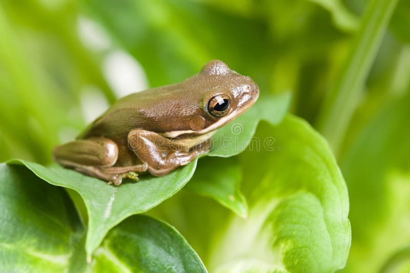 Grenouille sur des lames photos libres de droits Grenouille sur des lames photos libres de droits