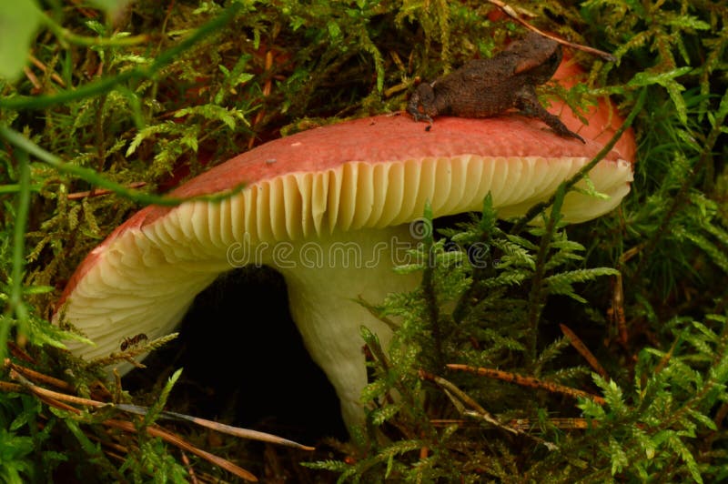 Grenouille sur le chapeau rouge de russula et dans la fourmi verte de mousse de forêt près de la jambe de champignon images stock Grenouille sur le chapeau rouge de russula et dans la fourmi verte de mousse de forêt près de la jambe de champignon images stock