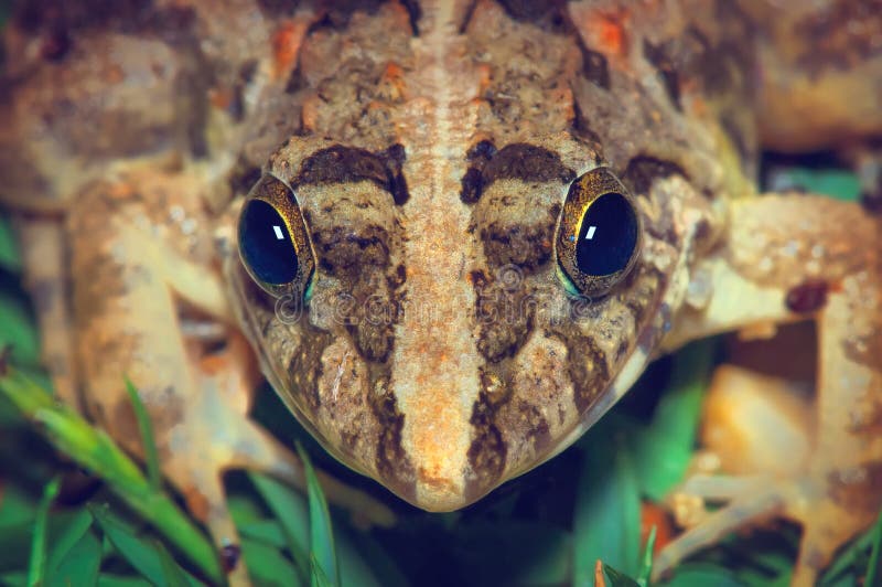 Grenouille sur une herbe verte, chef symétrique géométrique de grenouille Grenouille sur une herbe verte, chef symétrique géométrique de grenouille