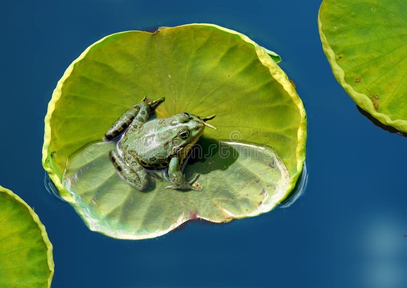 Grenouille sur une lame de lotus images stock Grenouille sur une lame de lotus images stock