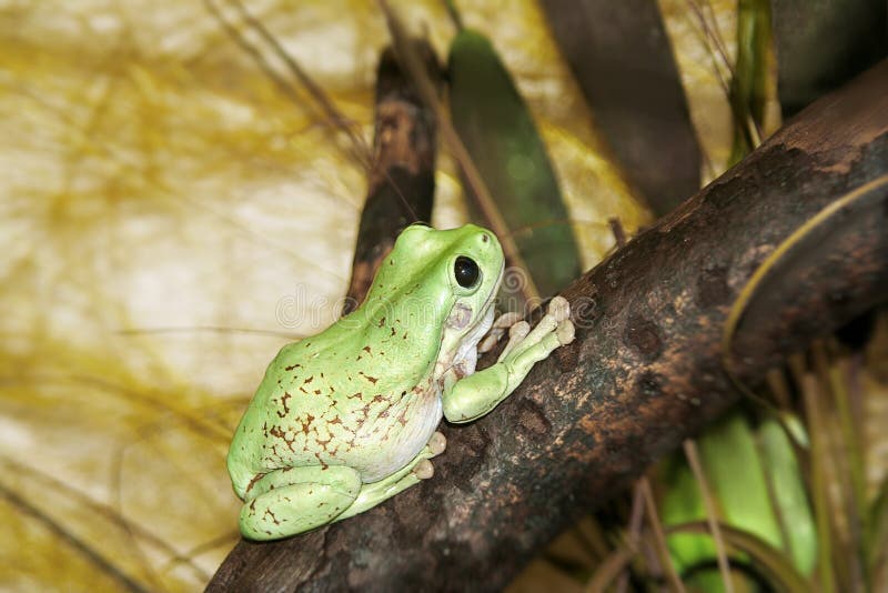 Grenouille verte photos stock Grenouille verte photos stock