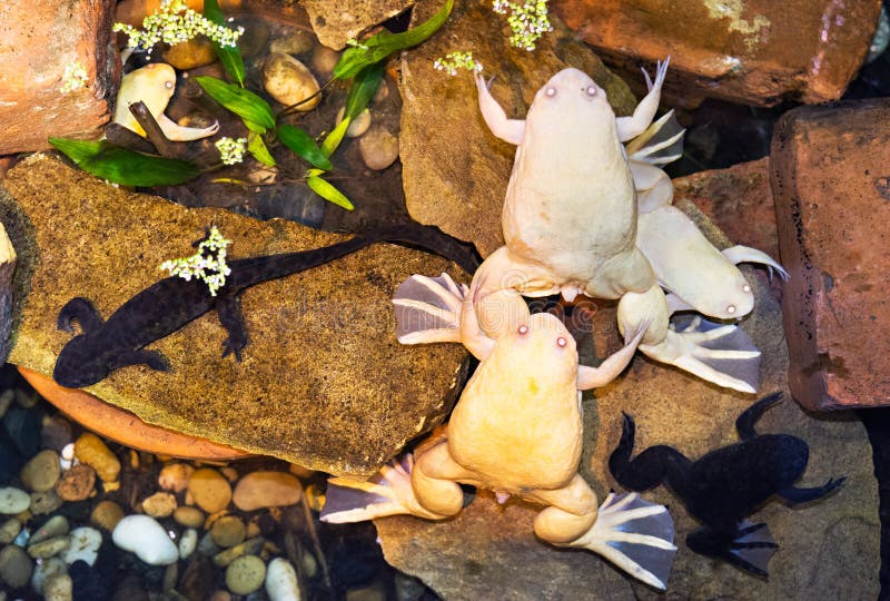 Grenouilles griffées par albinos dans l'eau images stock Grenouilles griffées par albinos dans l'eau images stock