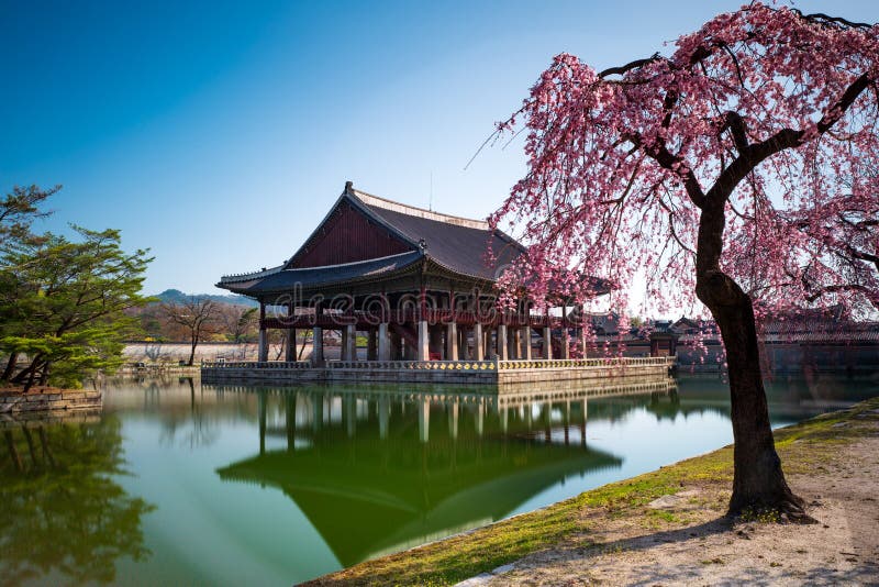 Greonohoeru Pavilion in Gyeongbokgung Palace with Cherry blossoms, Seoul, South Korea royalty free stock photo Greonohoeru Pavilion in Gyeongbokgung Palace with Cherry blossoms, Seoul, South Korea royalty free stock photo