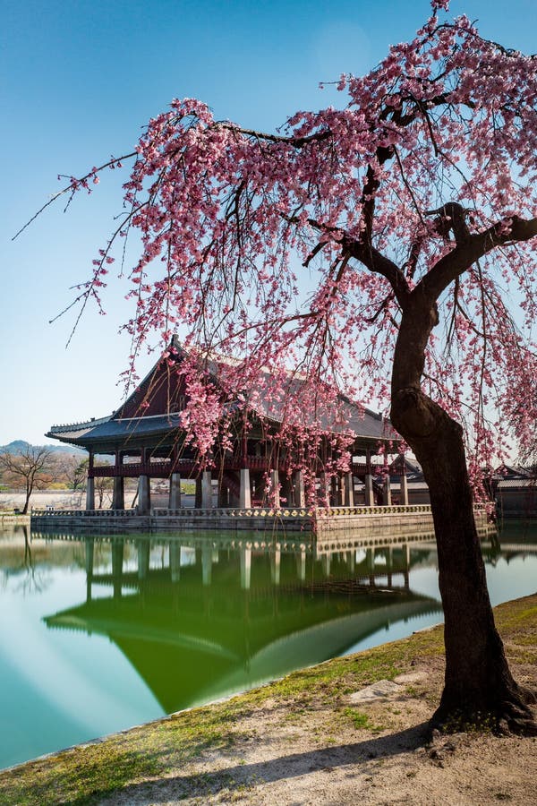 Greonohoeru Pavilion in Gyeongbokgung Palace with Cherry blossoms, Seoul, South Korea. Vertical view royalty free stock images Greonohoeru Pavilion in Gyeongbokgung Palace with Cherry blossoms, Seoul, South Korea. Vertical view royalty free stock images