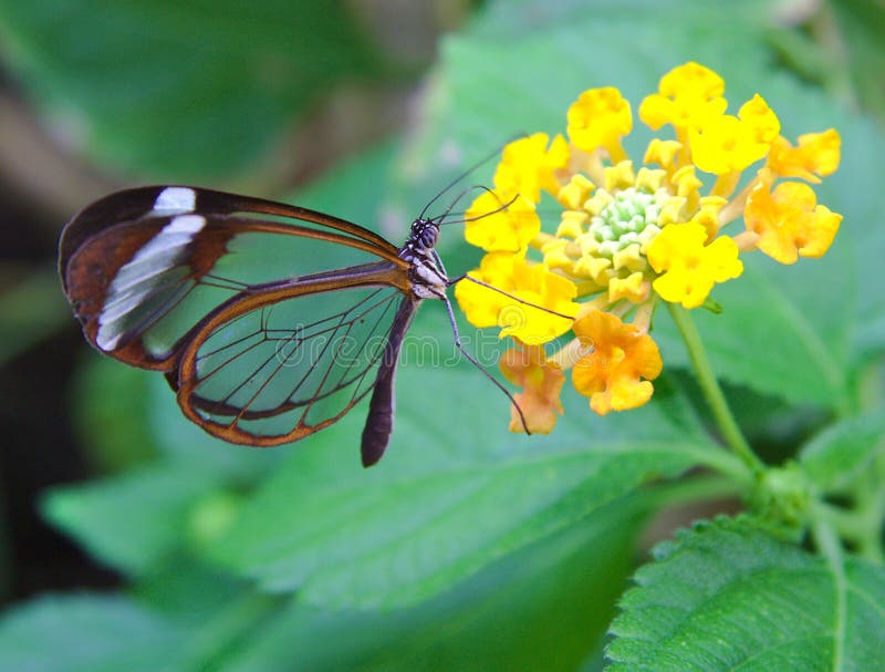 Greta Oto motyl z przejrzystymi skrzydło karmami