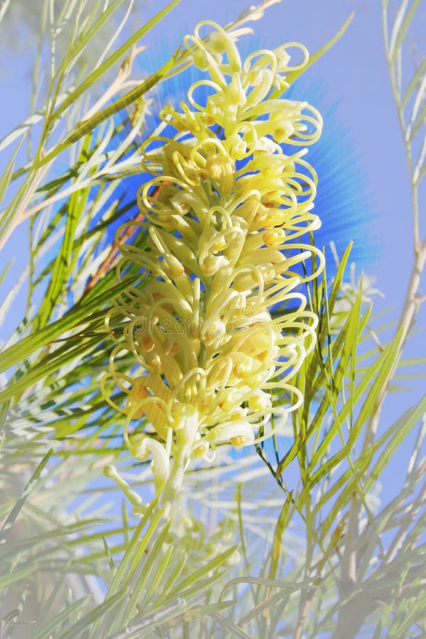 Grevillea Flower stock photo. Image of gardening, honey 12931176