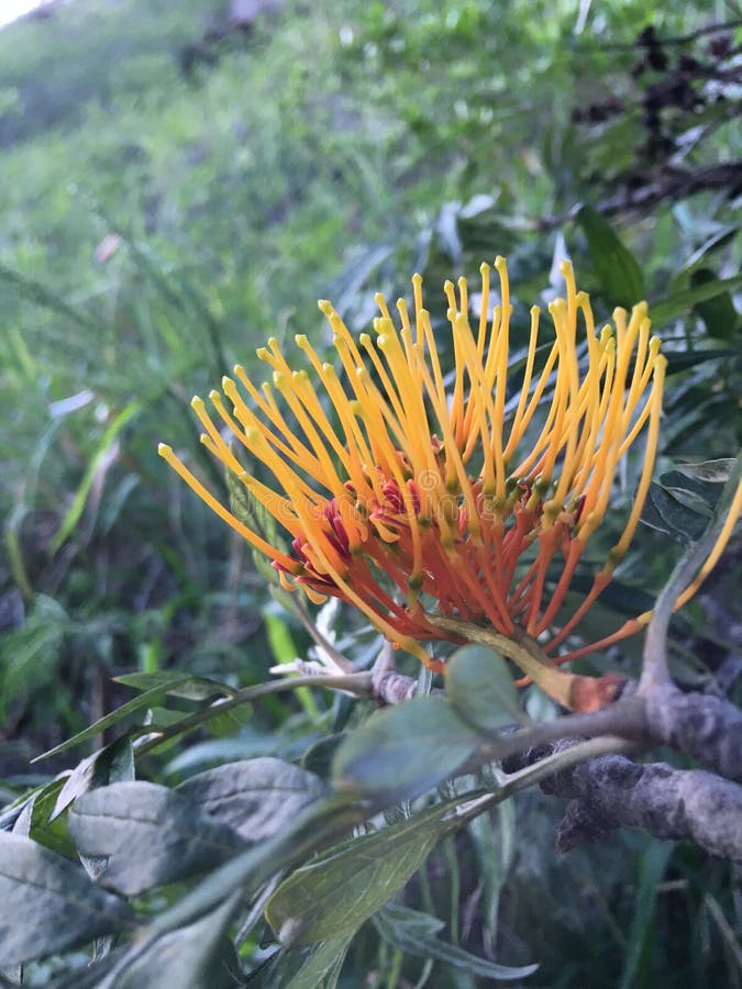 Grevillea Robusta, Silky Oak Tree Blossoming in Waimea Canyon near Kekaha on Kauai Island, Hawaii.