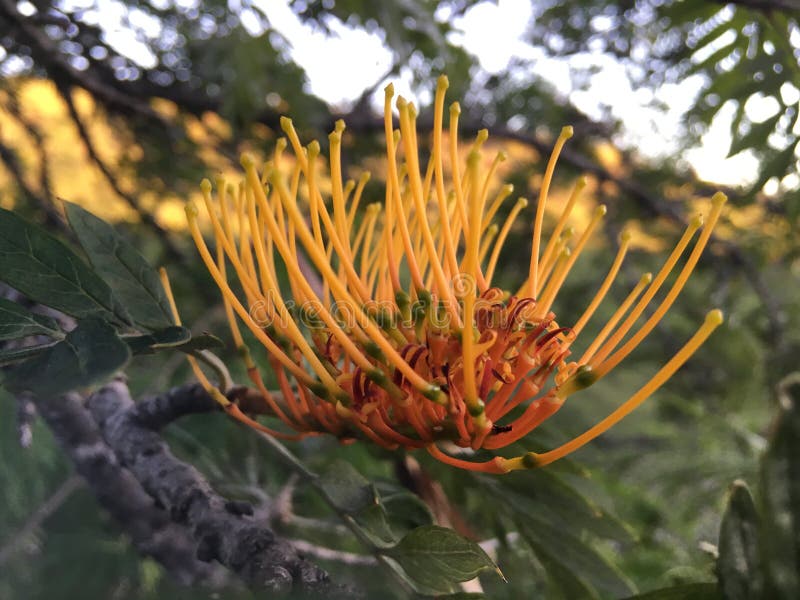 Grevillea Robusta, Silky Oak Tree Blossoming in Waimea Canyon near Kekaha on Kauai Island, Hawaii.